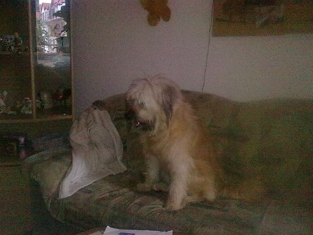 Katalanische Schäferhündin - Hunde - Arnstadt   bei Erfurt 