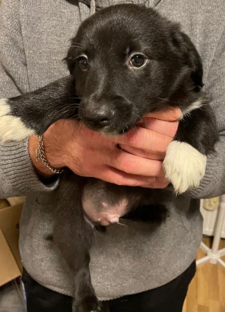 Hunde suchen ein neues zu Hause - Mischlinge - Angern