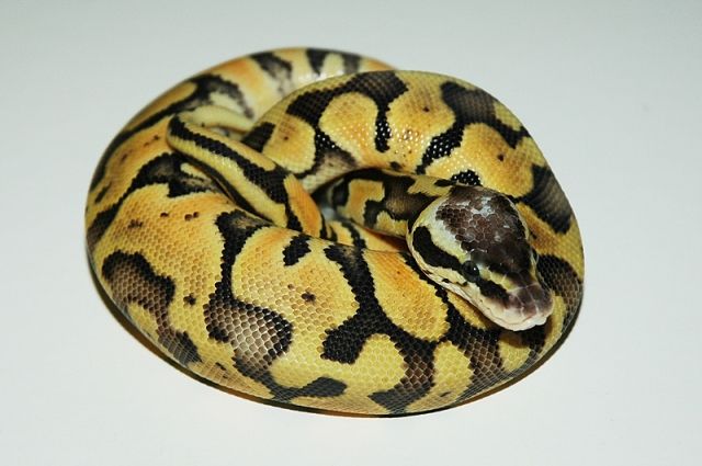 Königspython - Reptilien - Ludwigshafen