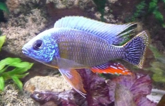 Malawibuntbarsche - Fische - Zöschen