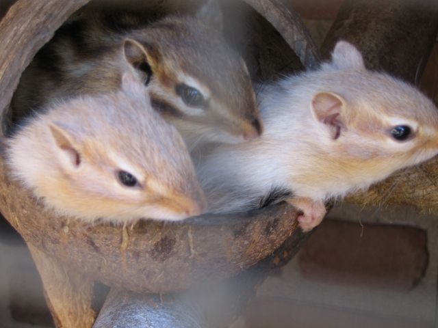 Zahme Streifenhörnchen - Sonst Nagetiere - Hähnlein