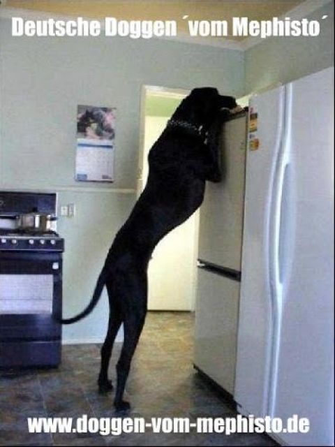 Treffpunkt Deutsche Dogge   - Sonstiges - Ahrensfelde bei Berlin