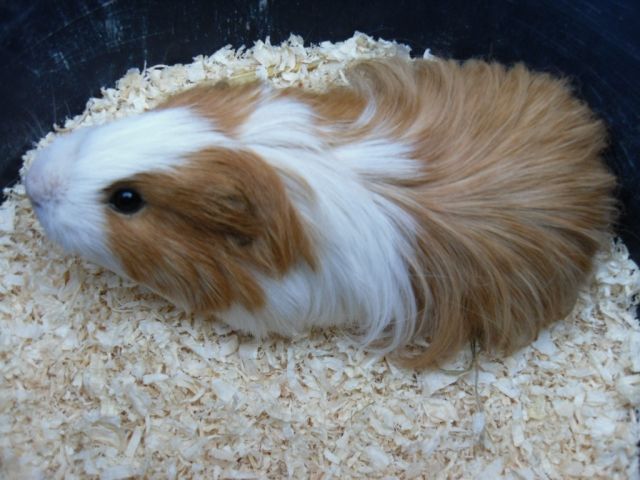 Meerschweinchen - Meerschweinchen - Tönning