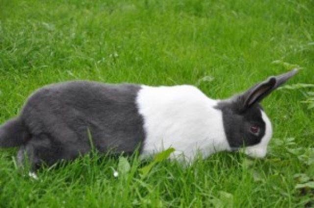 Wnderschöne Holländerkaninchen blau-weiß - Hasen Kaninchen - Bad urach