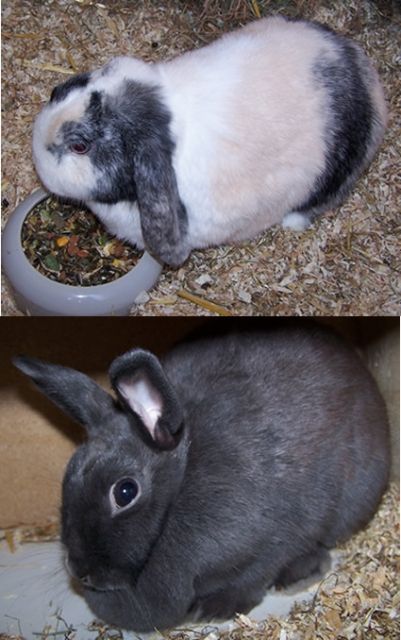 2 Bunnys suchen neues Zuhause - Hasen Kaninchen - Hilden