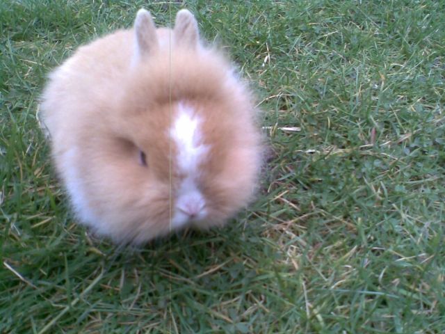 Süße  Osterhäschen   - Hasen Kaninchen - Rödermark