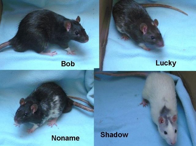 4 Monate alte Rattenjungs - Ratten - Ottobrunn