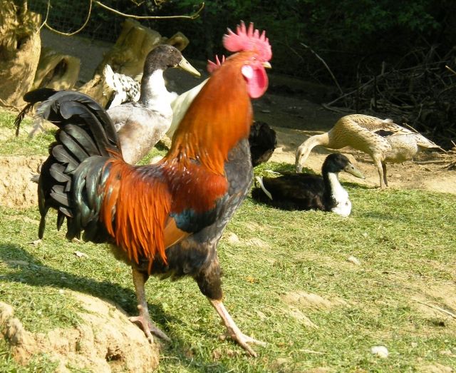 1 Hahn aus Naturbrut von 2013 abzugeben - Nutztiere - Kesseling/Staffel