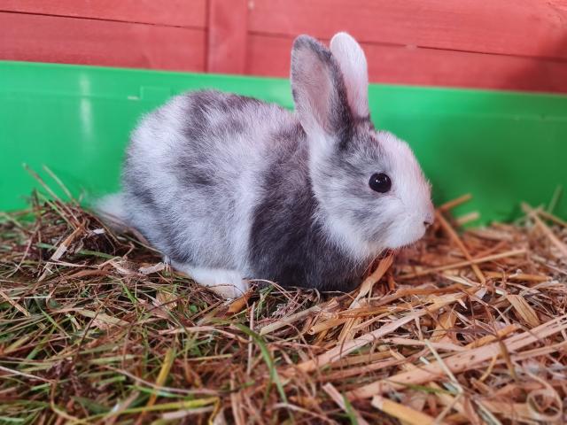 Kaninchenbabys Zwergkaninchen Farbenzwerge - Hasen Kaninchen - Taufkirchen Vils