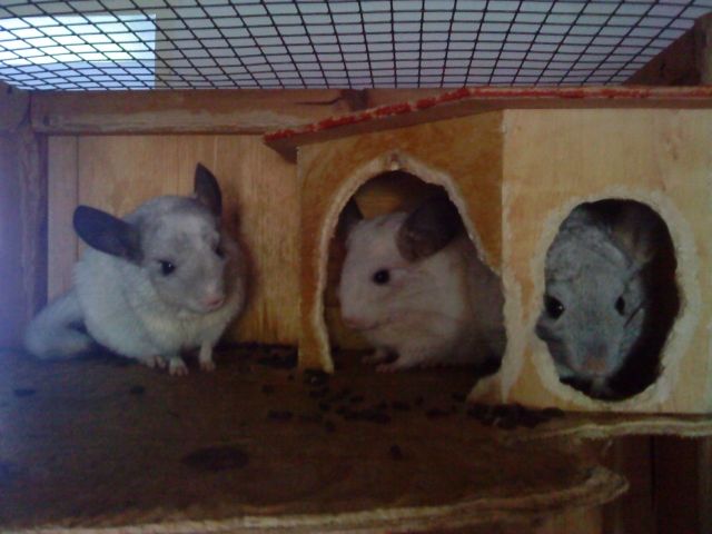 2Weibchen und ein nicht kastriertes Mänchen - Sonst Nagetiere - Stuttgart-Ost