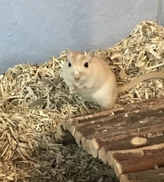 1 mongolische Rennmaus abzugeben - Maeuse - Hannover