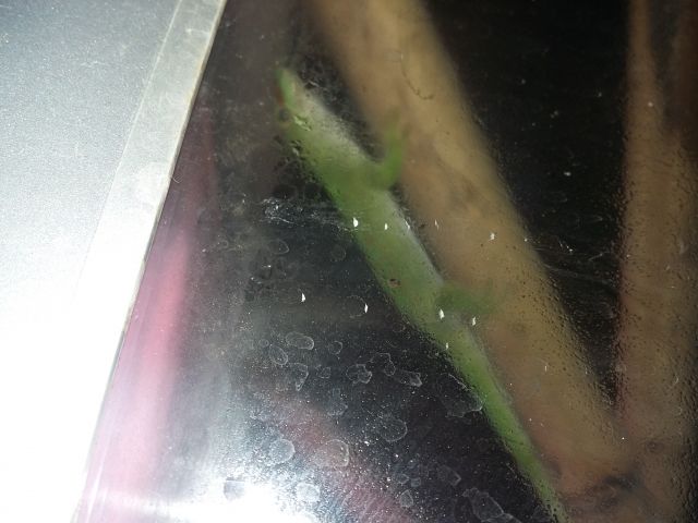 Madagaskar-Taggecko  Phelsuma grandis  - Reptilien - Hamburg