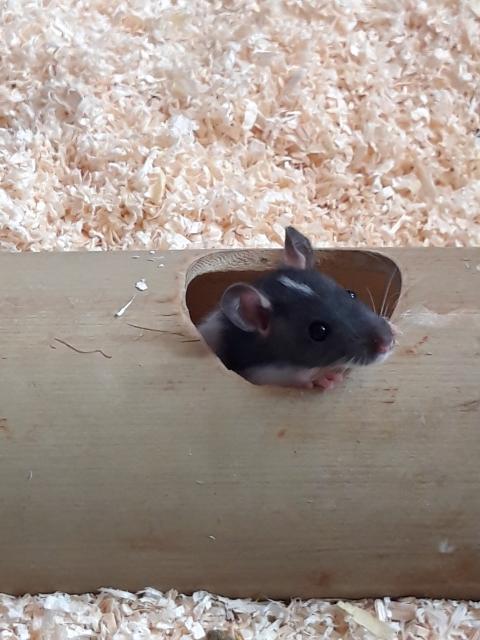 20 junge ratten zu verkaufen 10 Euro  - Ratten - Mechernich