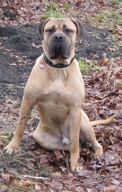 Cane Corso Mastiff Mix, Cane Corso Great Dane Mix - a giant in the dog world (11 ..., The italian cane corso is an ancient breed that are descendants of roman mastiffs.
