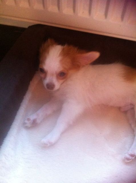 Teacup Chihuahua Welpen - Rüde - Hunde - Hamburg