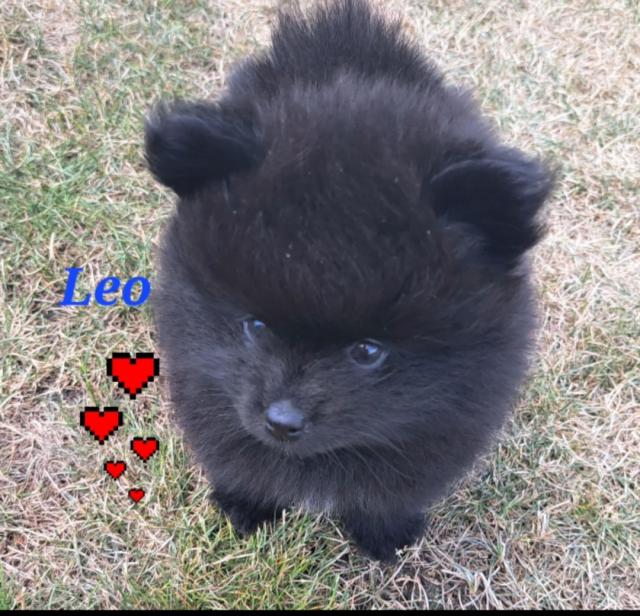 Pomeranian Kleinspitz  - Hunde - Auerbach in der Oberpfalz OT MICHELFELD