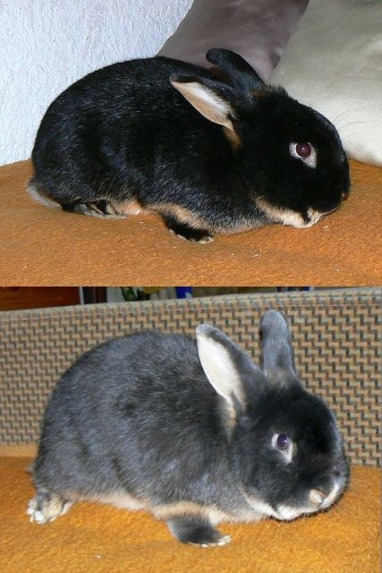 Kaninchen, Lohkaninchen Rammler - Hasen Kaninchen - Ranstadt