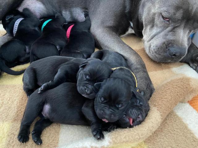 Rottw/Amstaff Mischlinge  - Mischlinge - Graz