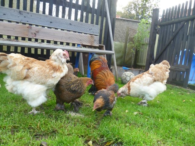 Zwergbrahma rebhuhnfarben - Nutztiere - Harztor OT Niedersachswerfen