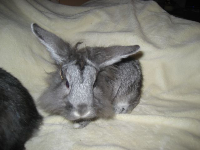 Zwergkanninchen kostenlos abzugeben - Hasen Kaninchen - Mothern Elsass