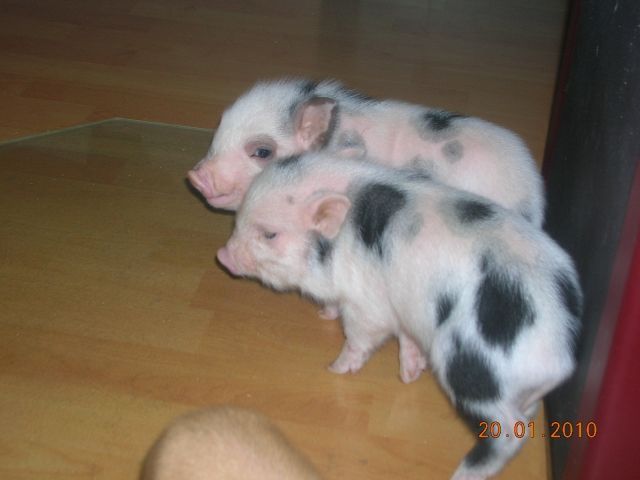 Microschwein/Minischwein/Sau/Eber - Haustiere - Friesenheim