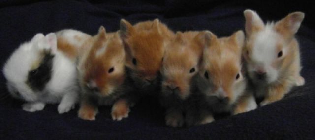 Löwen und Satin-Löwenköpfchen - Hasen Kaninchen - Seukendorf
