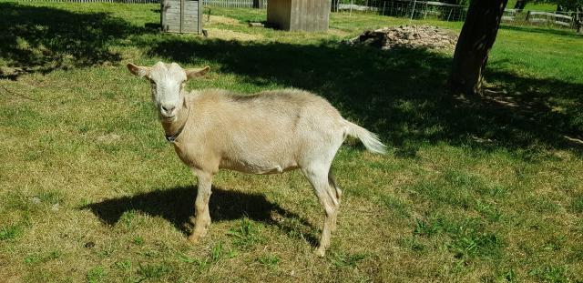 Ziegen zu verkaufen! - Nutztiere - Jonaswalde