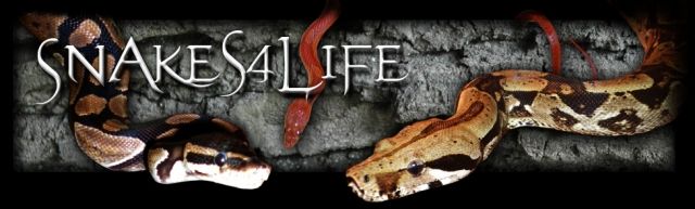 Kornnatter Nachzuchten 2010 von Snakes4Life.de - Terrarien - Groß-Umstadt