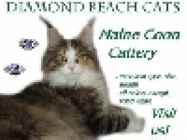 Diamond Beach MAINE COON CATS - Katzen - Cottbus