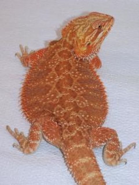 Red Cawley Bartagamen Zucht Paar DNZ 09 - Reptilien - Donauwörth