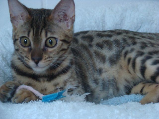 Geisha unser Wirbelwind aus seriöser Zucht - Katzen - Gründau