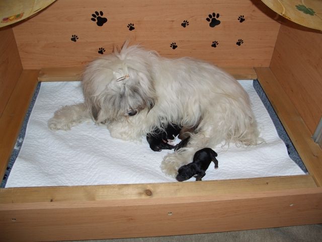 Tibet Terrier von Asunga haben Welpen - Hunde - Bottrop