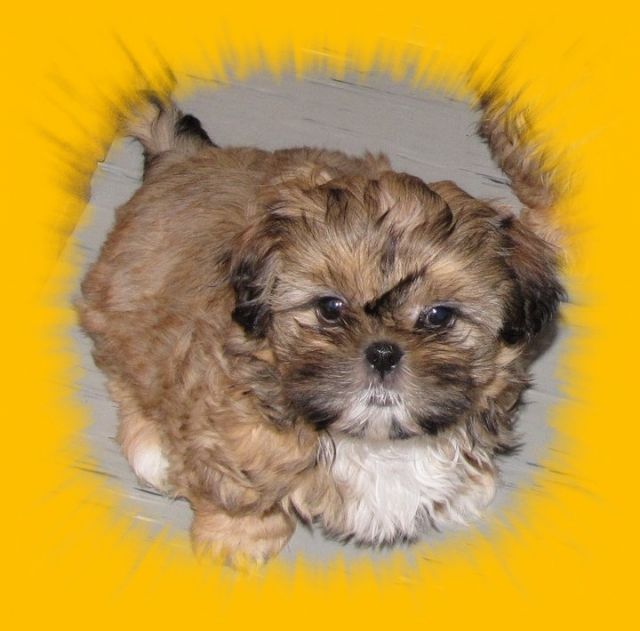 Shih Tzu Welpen aus gutem Hause - Hunde - feldatal