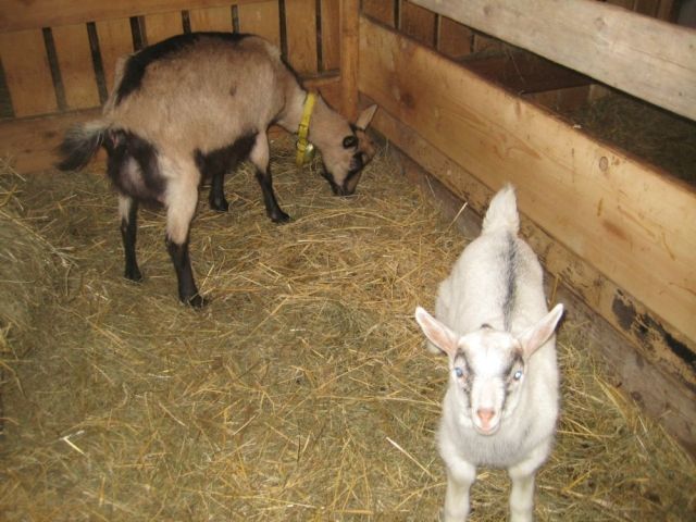 Verkauf Ziegenböckchen - Sonstige Nutztiere - Schmiedeberg