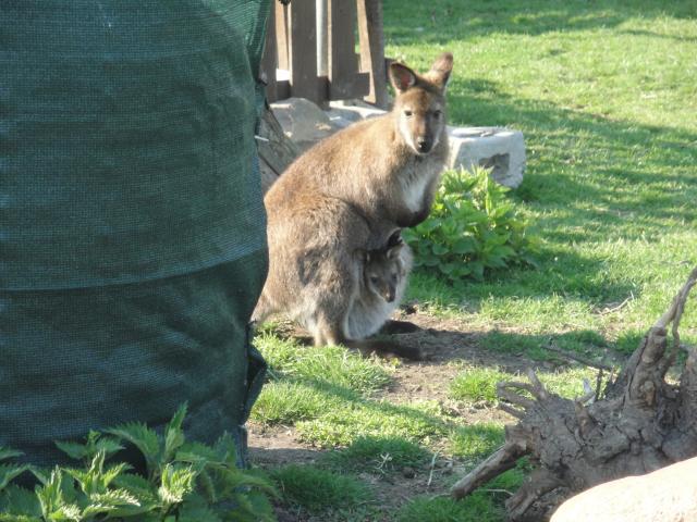 Zwei junge Bennett-Kängurus - Sonstige Haustiere - Hirschfeld