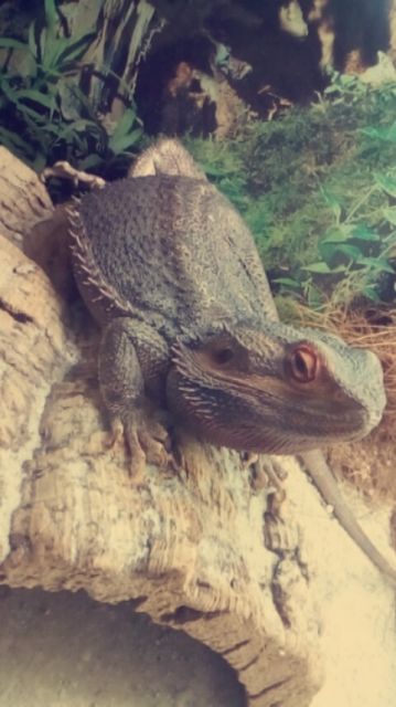 Suche weibliche Bartagame  - Reptilien - Siestedt