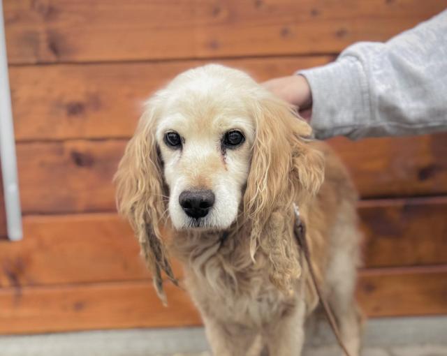 Cappuccino - Hunde - Nova Bana