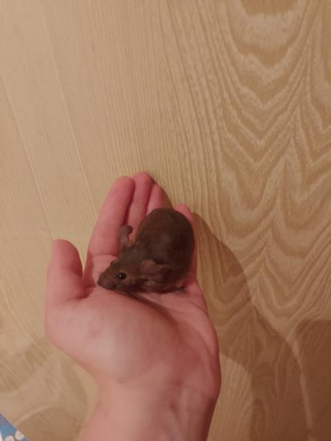 Farbmäuse aus Hobbyzucht  - Maeuse - Leipzig 