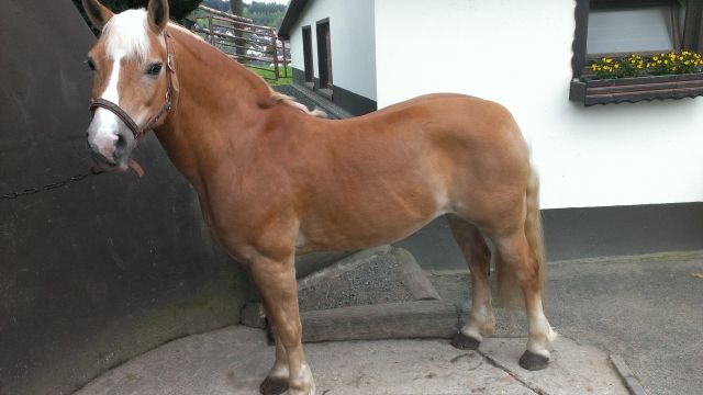 Reitbeteiligung dringend gesucht   - Reitbeteiligung - Wilnsdorf
