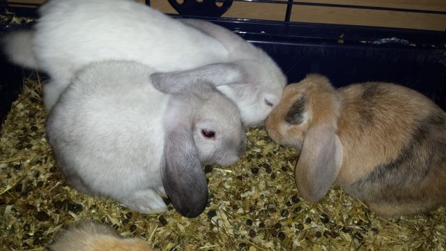 Sechs zuckersüße Hasenbabys - Hasen Kaninchen - Mannheim