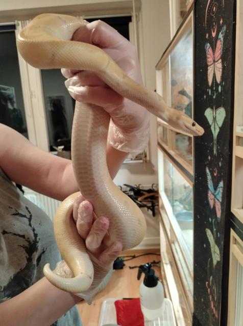 Python Regius Verkauf oder Tausch - Haustiere - Leipzig