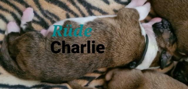 Reinrassige Boxer - Welpen zu verkaufen - Hunde - Voigtsdorf