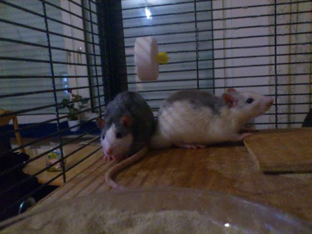 2 Hübsche Rattenböcke abzugeben - Nagetiere Allgemein - Bergen