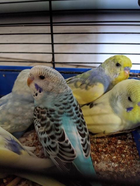 Wellensittiche  - Voegel - Ziltendorf