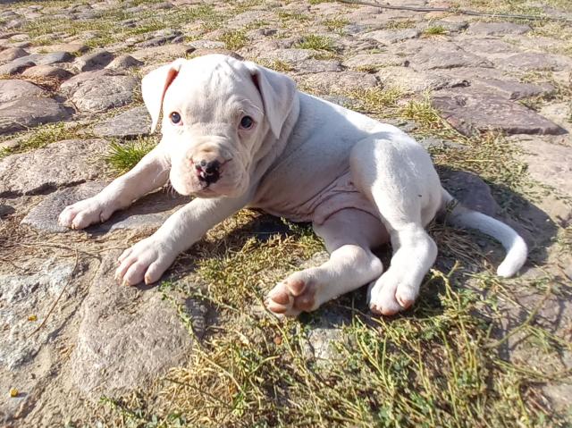 Boxerbulldogmischlinge  - Mischlinge - Dreetz 