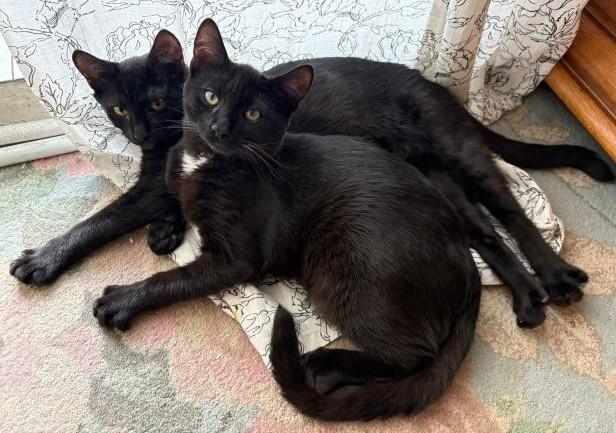 Happy & Cuore - zwei unzertrennliche Katerchen gibt’s nur im Doppelpack - Katzen - Königsbach-Stein 