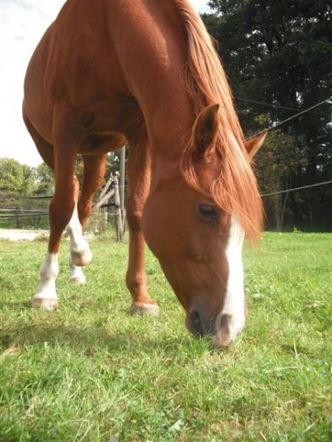 Lieber westerngerittener Araber sucht RB  In 46244 Feldhausen/ Bottrop - Reitbeteiligung - duisburg