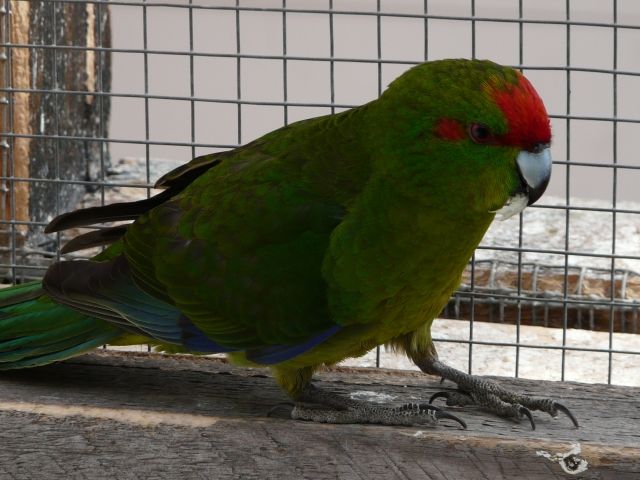 Ziegensittich - Voegel - gelsenkirchen