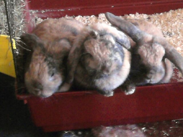 3 Schwestern.... - Hasen Kaninchen - Lahr