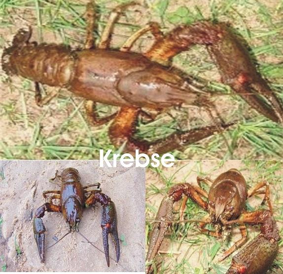 Edelkrebse - Muscheln - Schnecken - Koi - Teichfische / Fischfarm Eske - Fische - Handewitt